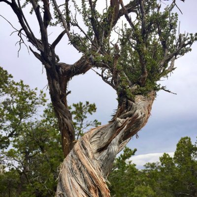 reminding you to hug your neighbourhood tree.
DMs open for trees with personality