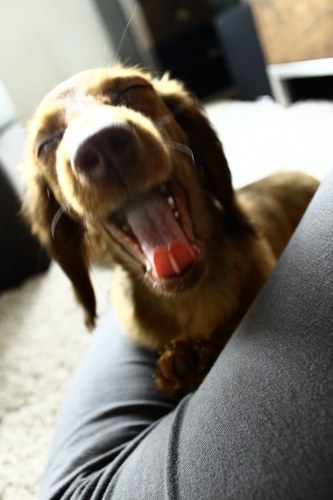 dahapo's profile picture. 