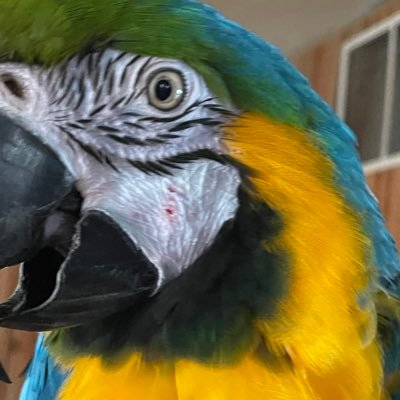 Hello, we here at baileys bird rescue offer safe heaven for abused and neglected birds we currently have 9 birds 5 of which were rescued due to neglect