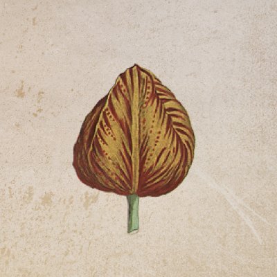 Originally growing wild now blooming on trading cards on Cardano.
NFT series of 421 3D animated tulip trading cards coming soon!

https://t.co/JNjl0AXZQC