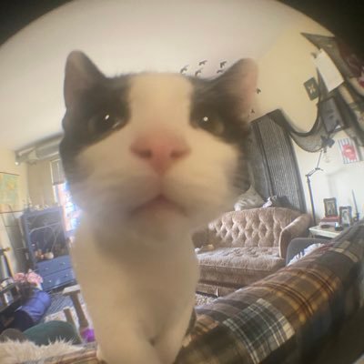 spicygalshel's profile picture. 