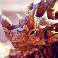 godfrey (@thornydevil1) 's Twitter Profile