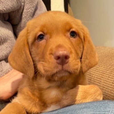 Red Fox Lab Mila Cassandra, sweetest pup ever born Feb 26 2020. Grandmie posts pictures and plays with me while mommy n daddy work.