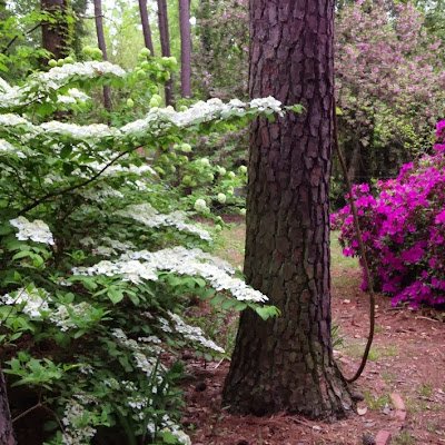 Gardening in downtown Raleigh, NC, USA