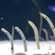 かんた (@6hgleeathnrgqah) Twitter profile photo