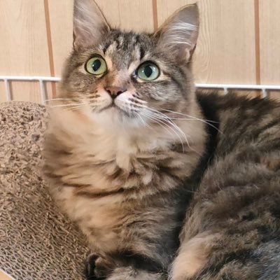 保護猫の里親になり四ニャンいます(=^x^=)アイコンはうちの末娘です♪我が子自慢許してくださいねw