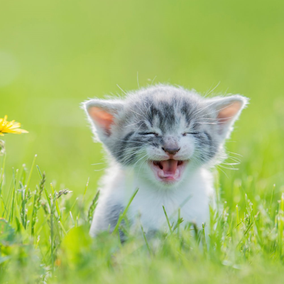 ROBLOXITA_'s profile picture. 