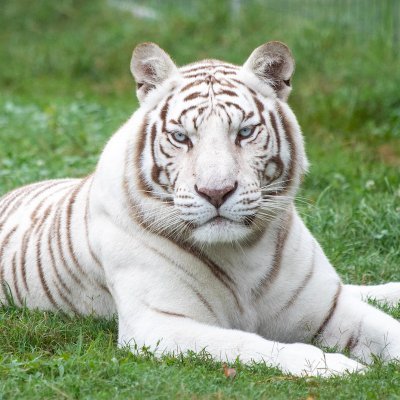 trannicholas59's profile picture. Rapper T 
"I'm so cool, I impress others"
I like Steven Universe, one piece, detective conan, SVTFOE, Gravity falls, OK KO, ducktales, and my hero academia