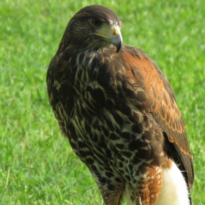 2021年9月ハリスホーク飼育開始。2021年11月フリーフライト成功。輸送箱へ入れる「箱仕込み」調教失敗。再調教中。生物が怖いです。鷹が怖いです。
https://t.co/8OhrHwtbt3
 #鷹匠 #ハリスホーク #鷹 #猛禽類