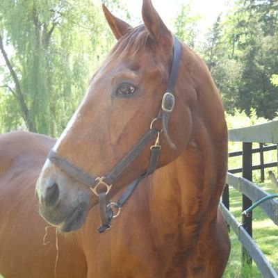 TB Aftercare Advocate 💕 Ban Horse Slaughter! #SafeAct🐎#StopTheRoundUps 💙#Resist 💪
Support Our Veterans 🇺🇲 In loving memory- My Great Red Mare~Smog