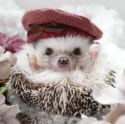 Hello, hedgehog Lovers Follow for support