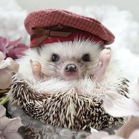 Have you ever seen hedgehogs doing work(@hedgedoingwork) 's Twitter Profile Photo