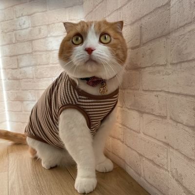 kinakotama1130's profile picture. 