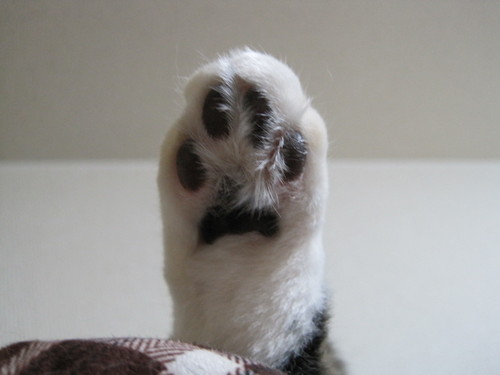 ねこ飼ってます。好きなBL作家さん　敬称略　玄上八絹　尾上与一　椹野道流　雨月夜道　鈴倉温　井上佐藤　倫敦巴里子　木下けい子