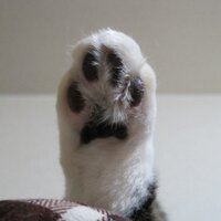 冬桜 (@fuyutosakura) 's Twitter Profile