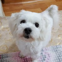 강릉보호소 구조자 미소♡사랑 (@oukjae96) 's Twitter Profile Photo 강릉보호소 구조자 미소♡사랑 (@oukjae96) 's Twitter Profile Photo