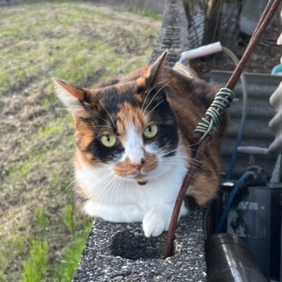 829aimu's profile picture. 