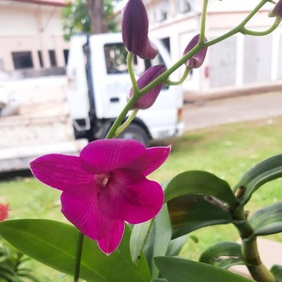 Senior Lecturer at the Institute for Tropical Biology and
Conservation, Universiti Malaysia Sabah. Executing research project in Tissue culture of wild orchid.