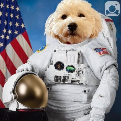 The official account for Cavoodle Coin #Ether #Cavoodle #CavoodleCoin