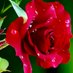 🌹 𝐑𝐨𝐬𝐬𝐞𝐥𝐥𝐚 𝐌𝐚𝐫í𝐚 🌹 (@maria69522572) Twitter profile photo 🌹 𝐑𝐨𝐬𝐬𝐞𝐥𝐥𝐚 𝐌𝐚𝐫í𝐚 🌹 (@maria69522572) Twitter profile photo