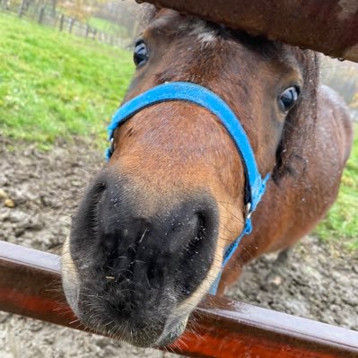 競馬/引退馬/お馬さん全般（たまに馬以外）※リプ返あまり出来ないです。ご了承ください。引退馬協会FP会員(メイショウドトウ）、VRF支援会員