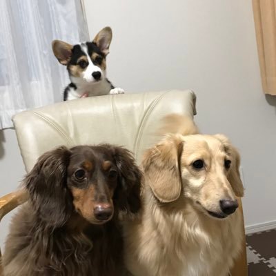 コーギーと森の仲間達 コーギーと仲間たち - YouTube