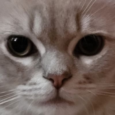 Ginchan43's profile picture. 仮想通貨投資専用アカウントデス🐱
