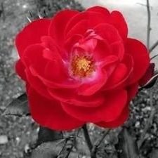 karolinaana22's profile picture. oiii blz