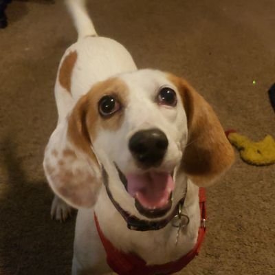 Four Color Demon Doggie. A (somewhat) furry #TESD Ant. Dad says I am spoiled.
I am just named after @rosariodawson I am not a movie star.... yet.