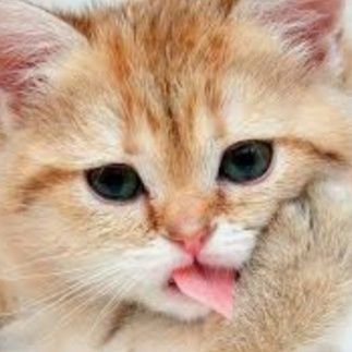 Yasminka06's profile picture. Cat lover