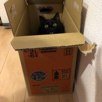 むぎ茶猫 (@kmoorrhipmbtzzg) 's Twitter Profile