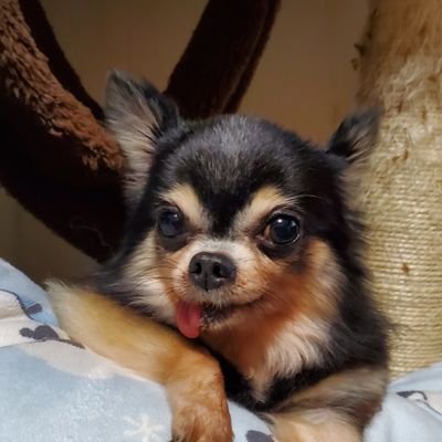 h7Pi0l11v6vrn2g's profile picture. 愛犬ちぃ御嬢様です🐶元気な女の子
是非お友達が欲しいな😁
僧帽弁閉鎖不全症の手術費を補う為にクラウドファンディングを開始しました🐶
皆様どうぞご協力よろしくお願いします。
2月5日から開始です😌
無言フォロー失礼致します😆
https://t.co/vD4t3zKAGl