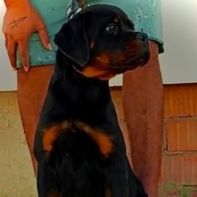 #rottweilerforever #iloverottweiler TU decides si vuelas o no 🦅🖕🏼🖕🏼🖕🏼🦠😷🐏    los del norte siempre al corte!!!