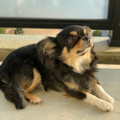 mayupopon12's profile picture. 50代パート主婦/Mrs.GREEN APPLE大好き⭐︎10月5日のHarmonyに初参戦⭐︎7月26日FJORD参戦⭐︎11月8日BABELnoTOU参戦🍏/キャンプ好き/チワワ飼ってます👍無言フォロー失礼します😌