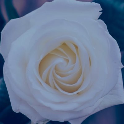 Radon_flower's profile picture. e