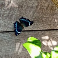 みみみ🌸ななこ第７期満開部 (@qcekjypmwcvoaij) Twitter profile photo