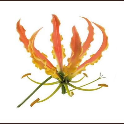 peacefulsri's profile picture. 