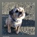 Biggles (@bigglesbordy) Twitter profile photo Biggles (@bigglesbordy) Twitter profile photo
