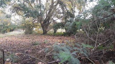 FeuillesDautom2's profile picture. Féministe, Ecolo, anti chasse, antiraciste, antifa, pro ivg, permaculture.