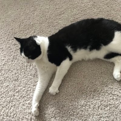 stephaniedmv's profile picture. Taylor swift, royal watcher, Carlos Alcaraz, The Gilded Age, sports.