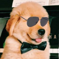 Dog Two 🌊(@surf__dog__) 's Twitter Profile Photo