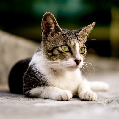 kanokadkg's profile picture. 仮想通貨で遊んでます。
https://t.co/7s6B1kuJfz
@momoguronft