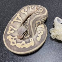 δ7Ballpython (@delta7bp) 's Twitter Profile Photo δ7Ballpython (@delta7bp) 's Twitter Profile Photo