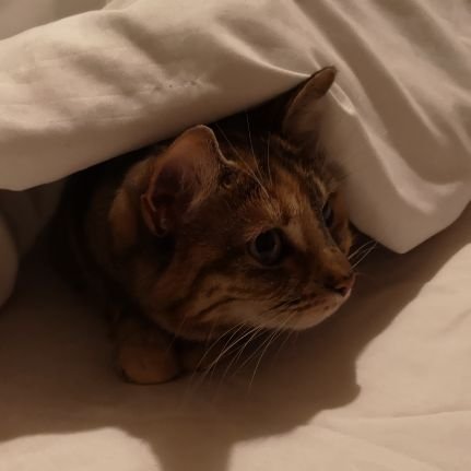 mrs_ge0rge's profile picture. KS2 teacher