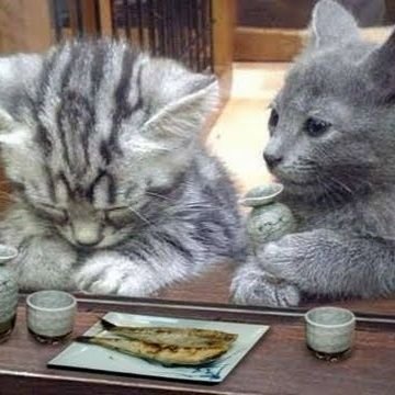 剥いてあるミカンは楽で良い。
剥いてないミカンはめんどい。
目の前でミカンを剥かれたらイラッとする。
そんな面倒くさいヤツです。