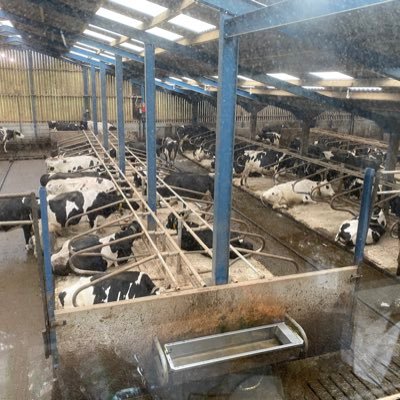 Dairy farmer in north Cumbria milking 390 pedigree Holstein cows, proud Arla member
