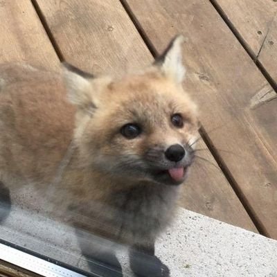 Lambilla14's profile picture. Dislexica de vocación