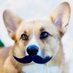 Mr. Mustache (@reallycorgi) Twitter profile photo