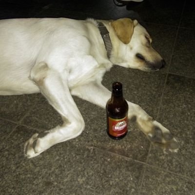 leo_tatagiba's profile picture. 