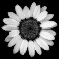 ❀ (@ahhpapatya) Twitter profile photo